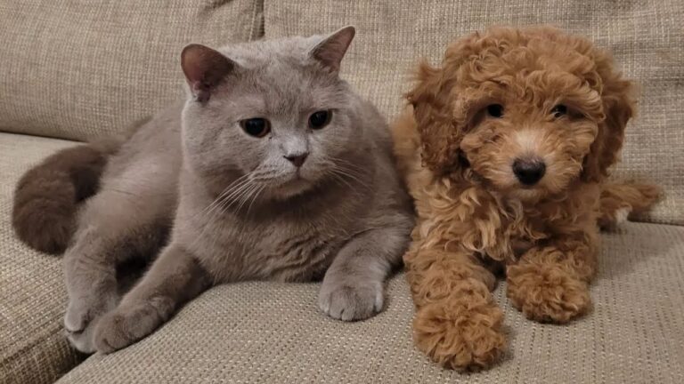犬が片方の耳だけ動かすのはなぜ？耳の筋肉と集中力を解説